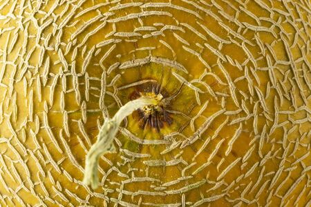 sweet and juicy whole melonsの写真素材