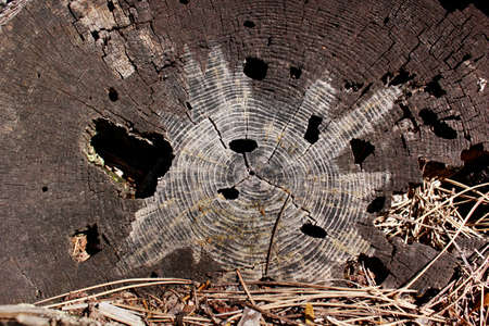 Tree ring abstract background textured