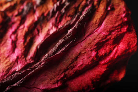 Dry Leaf Texture Abstract Background