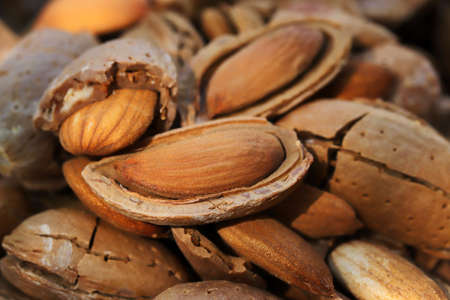 almond harvest time - broken almonds