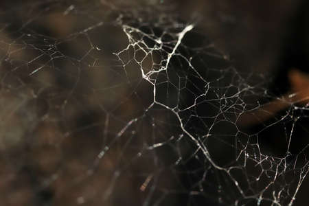 Spider web in nature. Nature background.の写真素材