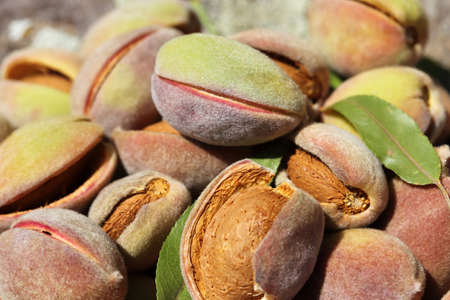 Harvest of almonds. Healthy foods.の写真素材