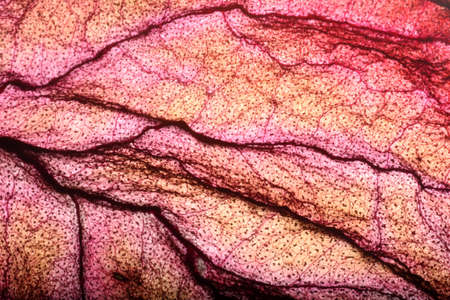 Dry Leaf Texture Abstract Background