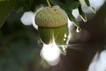 Fresh and young acorn on the treeの写真素材