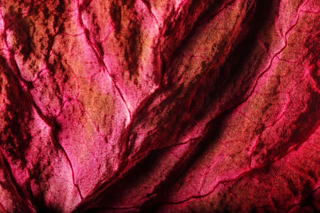 Dry Leaf Texture Abstract Backgroundの写真素材