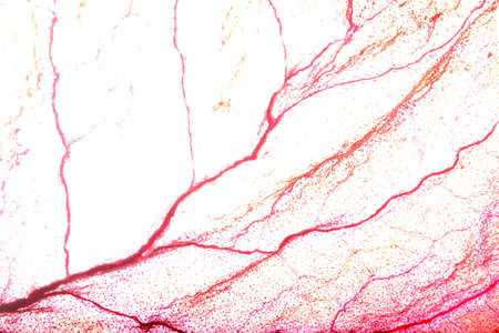 Dry Leaf Texture Abstract Background