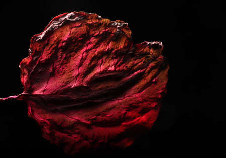 Dry Leaf Texture Abstract Background