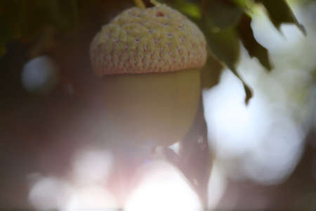 Fresh and young acorn on the tree