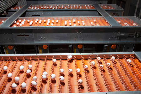 White eggs on the conveyor belt. Poultry farm. Egg factory.の写真素材