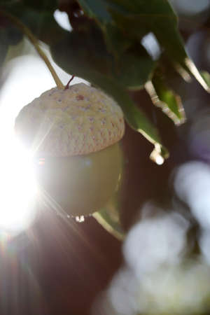 Fresh and young acorn on the treeの写真素材