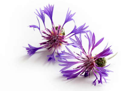 Cyanus segetum - Cornflower. Flower background.の写真素材