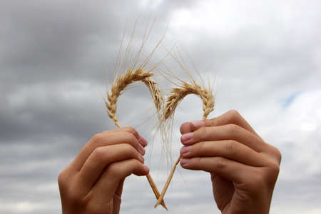 cloudy sky and heart-shaped wheatの写真素材