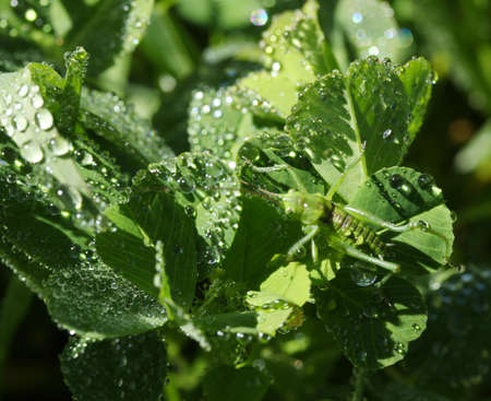 Raindrops, green leaves and the mantisの写真素材