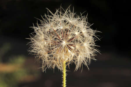 Dandelion seeds in nature. Nature background.の写真素材