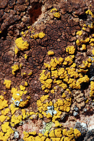 Yellow moss on stone surface.の写真素材