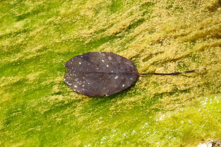 Dry leaf on moss. Nature texture background.
