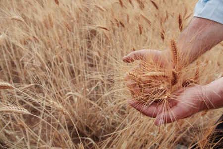 Agricultural scene. Hand in a field. Touching the harvest.の写真素材