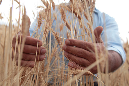 Agricultural scene. Hand in a field. Touching the harvest.の写真素材