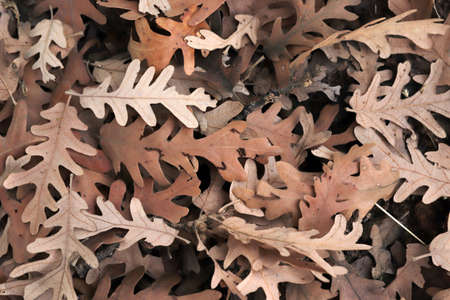 Autumn leaves on the forest floor. Natural background of the fallen oak leaves.