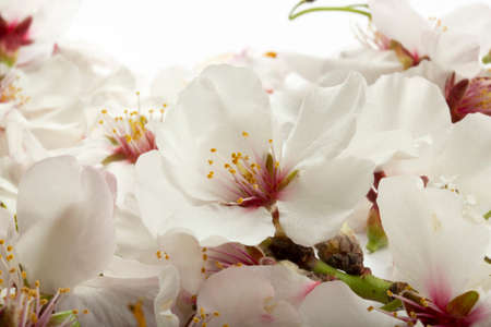 Almond flower on white ground. Spring flowers. Texture, background.の写真素材