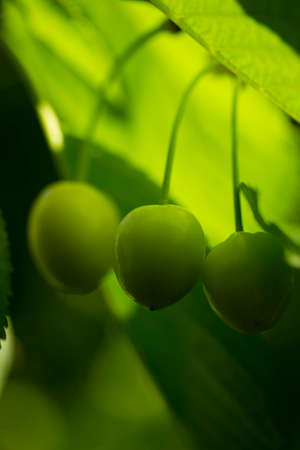 green unripe cherry berries on the branch