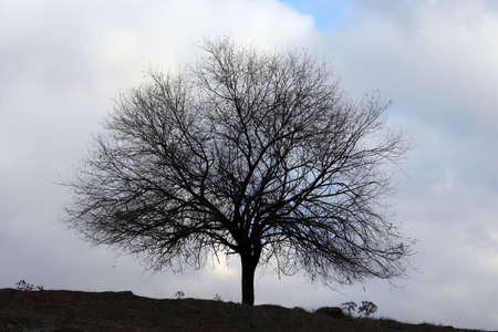 Deciduous tree in winter. Tree background.