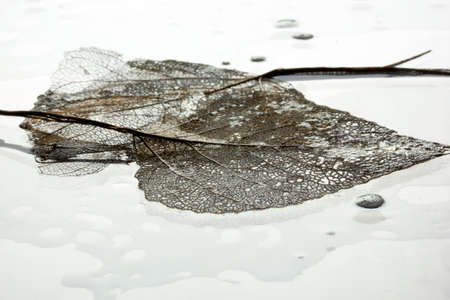 Leaves skeleton background. Nature abstraction.の写真素材