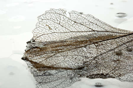 Leaves skeleton background. Nature abstraction.の写真素材