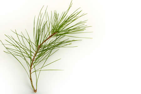 Pine tree twig on a white backgroundの写真素材
