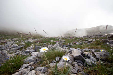 mountain peak and white daisiesの写真素材