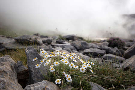 mountain peak and white daisiesの写真素材