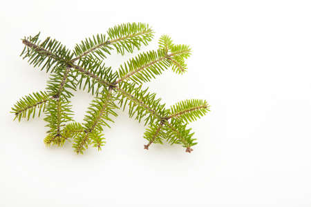 fir tree branch on a white background