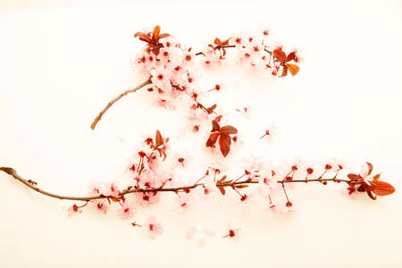 Almond flower on white ground. Spring flowers. Texture, background.の写真素材