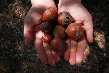 oak gall seeds in hand