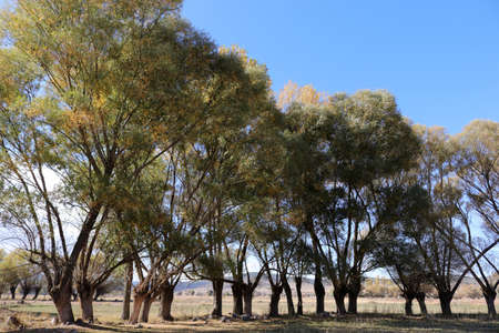 Weeping willow is a deciduous tree. green nature.