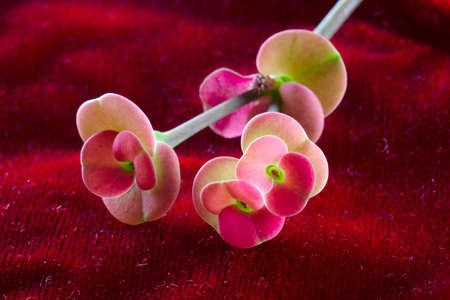 Close-up of Red euphorbia milii. Red potted flower. Thorns crown flower.の写真素材