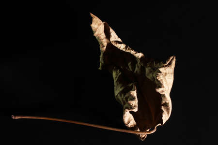 dry yellow leaf on black background