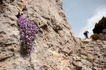 Walking in nature. Aubrieta deltoidea flowers (family Cruciferae)の写真素材