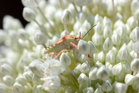 onion flower and colorful insect