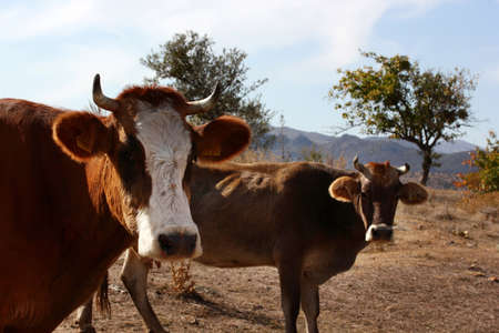 cows grazing freely in natureの写真素材