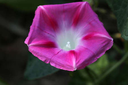 Pink bright ipomoea flower. Floral background and texture.の写真素材