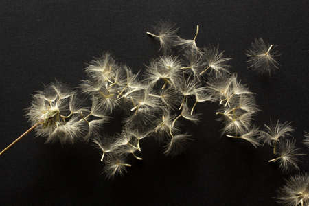 Close-up dandelion seeds on black background.