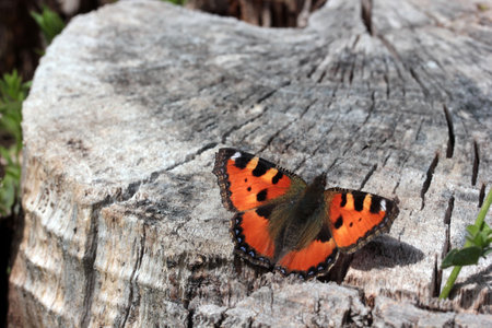 Butterfly on a cut tree. Small Tortoiseshell Butterflyの写真素材