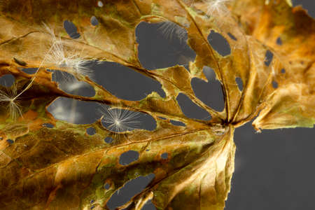 dry leaves and dandelion seeds