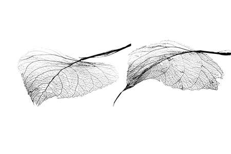 leaf vein texture background abstractの写真素材