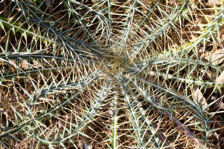green thorn abstract nature background