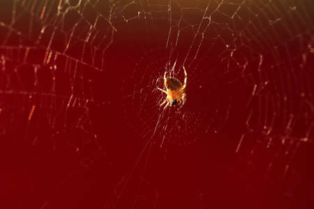 little spider on the cobwebの写真素材