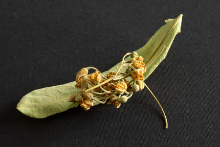 dried linden leaves and flowers