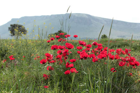 poppy field. Red poppy flowers in the meadow.