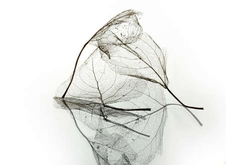 leaf vein texture background abstract